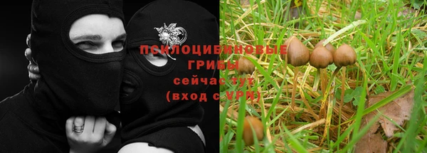 прущие грибы Кинешма