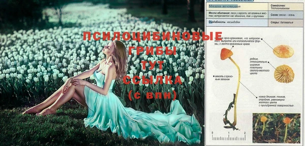 прущие грибы Кинешма